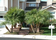 Pygmy Date Palm, Roebelin Palm