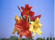 Hybrid Daylily (various)