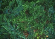 Broadmoor Juniper