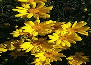 Euryops Daisy