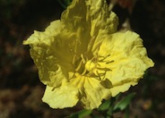 Sundrops