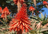 Tree Aloe