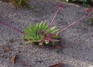 Baja Trunk Dudleya