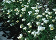 White California Poppy