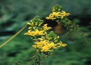 Yellow Stalked Bulbine