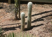 Old Man Cactus