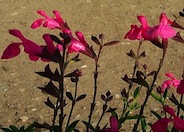 Autumn or Texas Sage