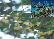 Mountain Mahogany, Hardtack