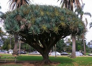 Dragon Tree