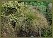 Frosted Curls Hair Sedge