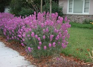 Bowles Mauve Wallflower