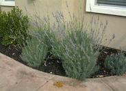 Hedge Lavender, Lavandin