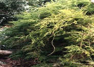 Asparagus Fern, Climbing Asparagus