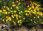 Lance Coreopsis