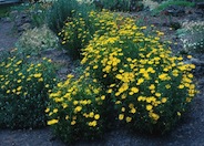 Thread Leaf Coreopsis