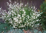 White Gaura