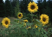 Common Sunflower