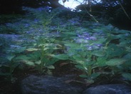 Borage