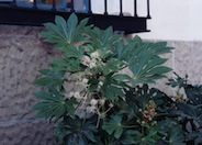 Japanese Fatsia or Aralia