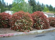 Fraser Photinia