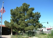 Allepo Pine