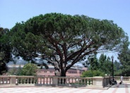 Italian Stone Pine