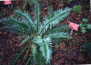 Western Sword Fern, Alaska Fern