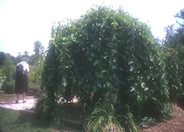 Weeping White Mulberry