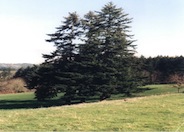 Douglas Fir