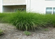 Upright Maiden Grass