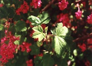 Red Flowering Currant