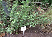 Evergreen Currant, Catalina Perfume