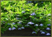 Australian Bluebell Creeper