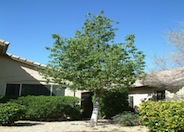 Bottle Tree, Kurrajong