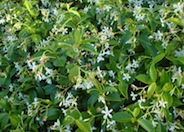 Star Jasmine, Maile Haole