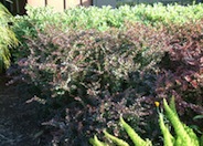 Dwarf Japanese Barberry