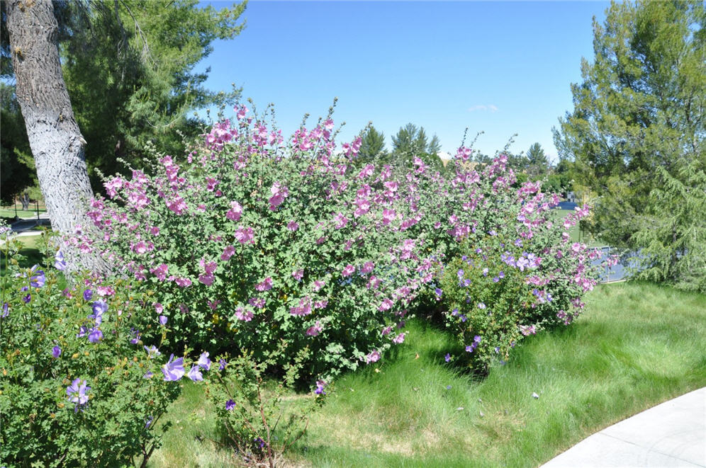 Cistus at College of the Canyons