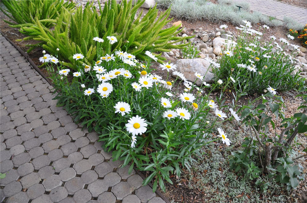 Flower Closeup