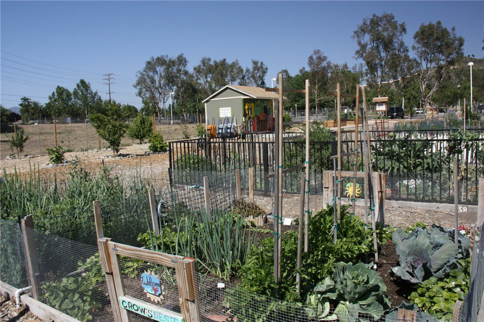 Community Garden 6