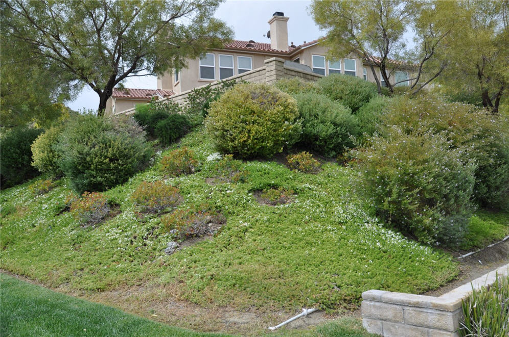 Shrubs on Hillside