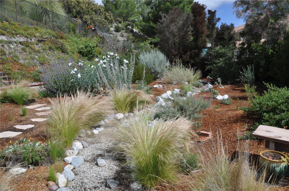 Grasses and Shrubs