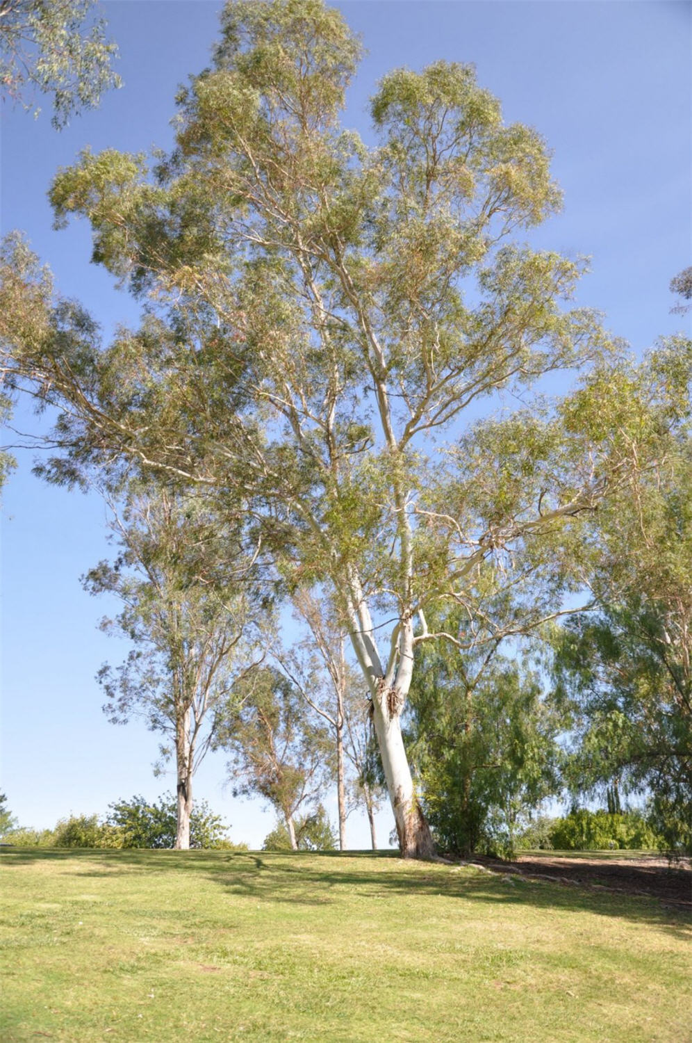 Mature Trees on Campus