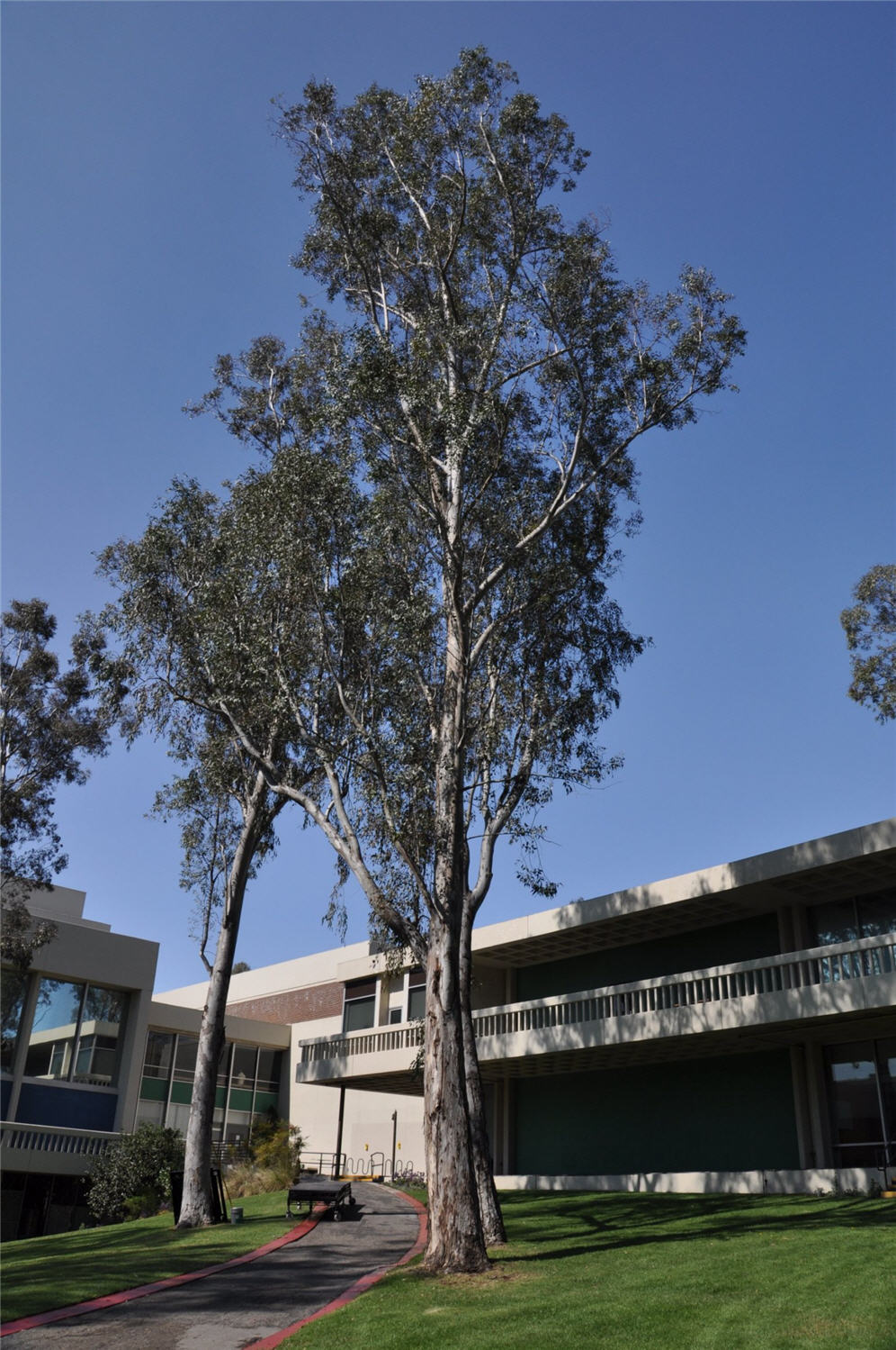 Cal Arts Campus