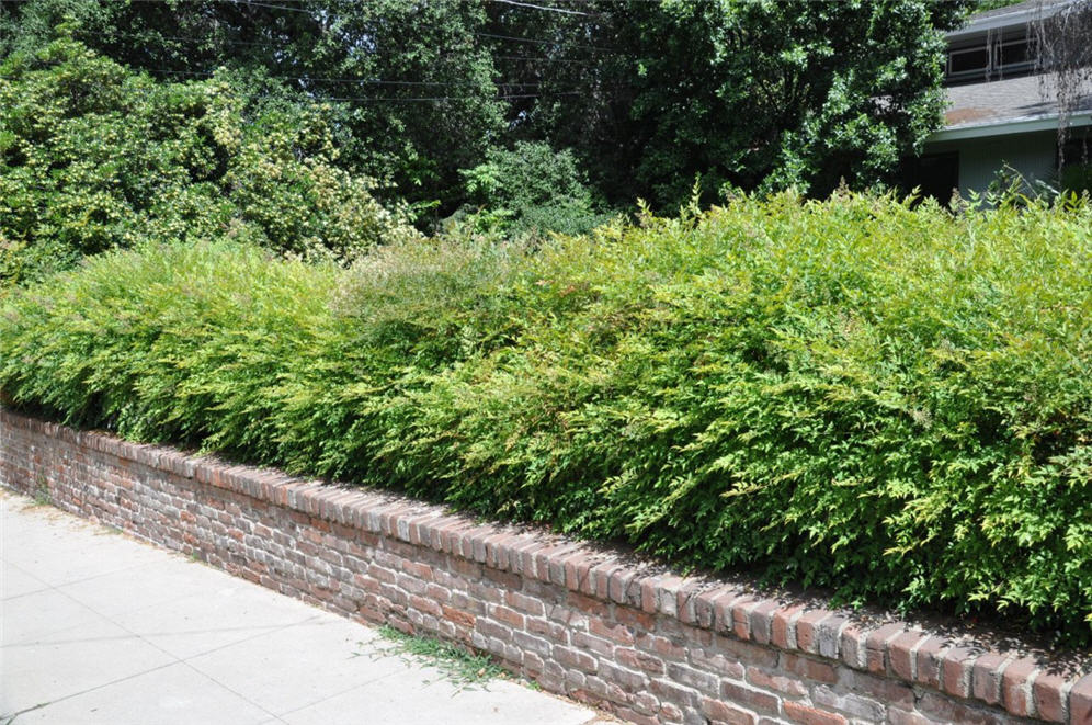 Nandina Privacy Hedge