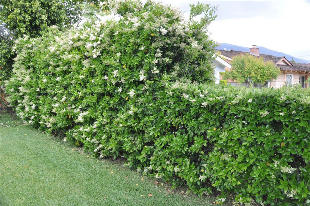 Waxleaf Privet Hedge