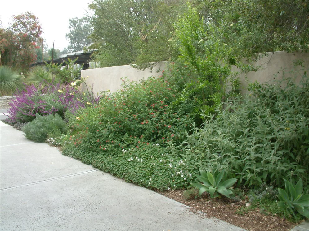 Arboretum Shrubs