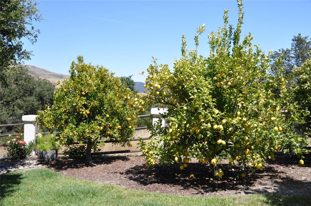 Citrus Garden