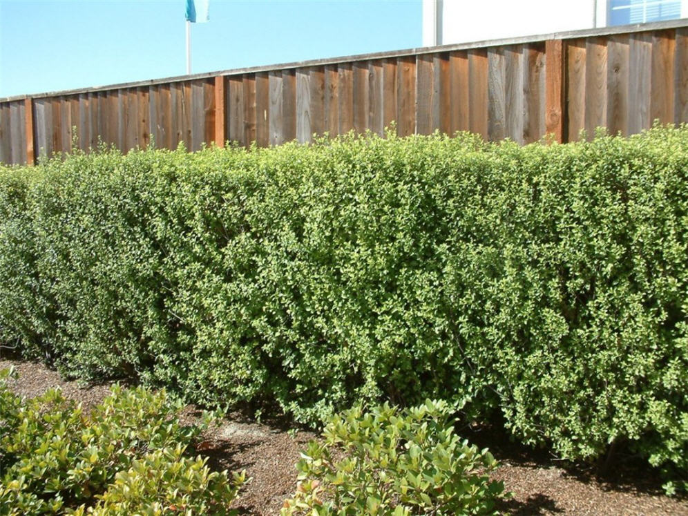 Backyard Hedge