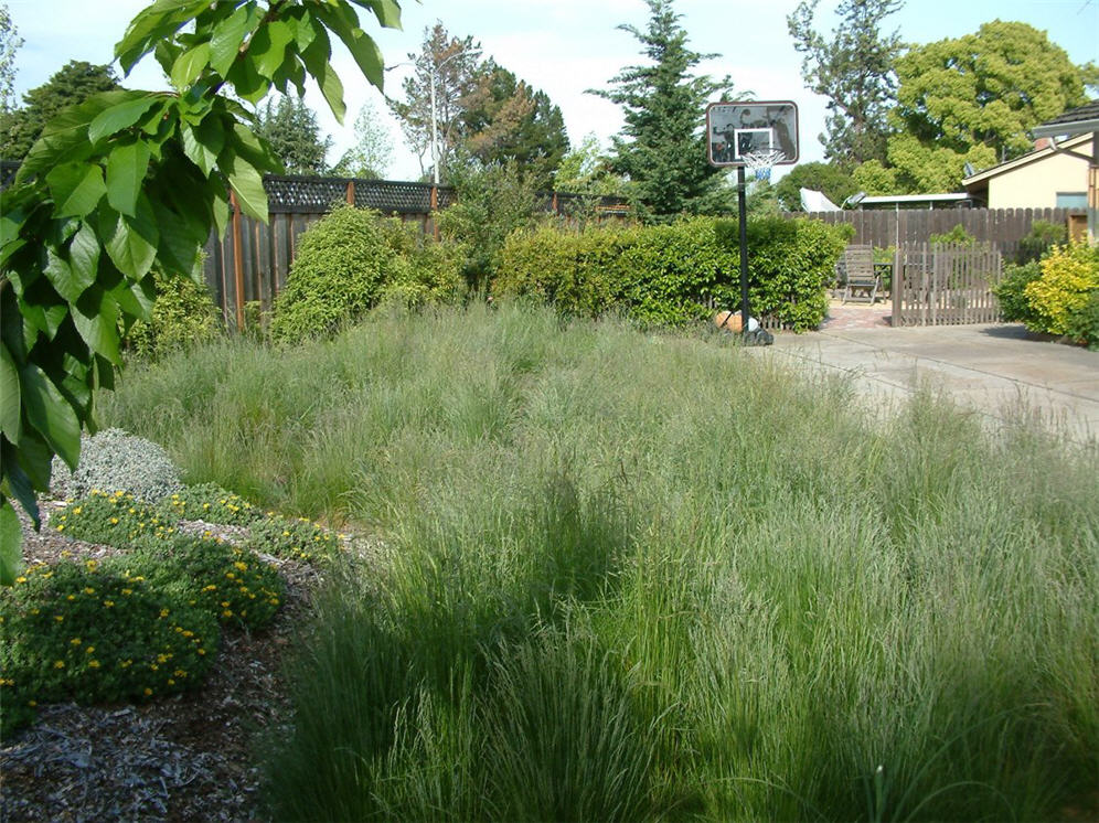 Grasses Galore