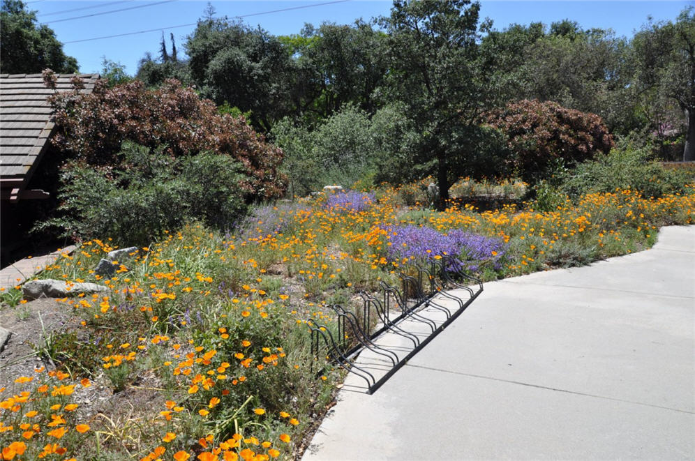 California Poppy Border